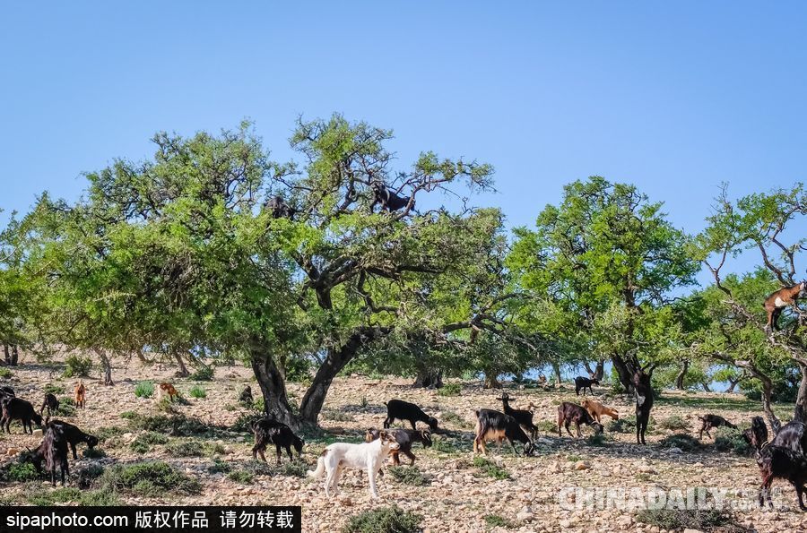 山羊也能上樹？摩洛哥羊爬堅果樹吃果實