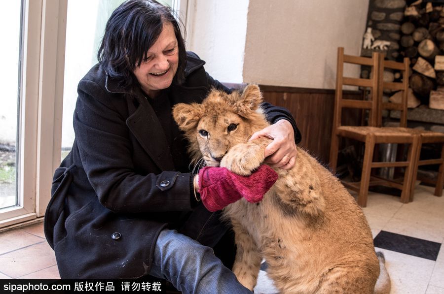法國夫妻養獅子幼崽 恩愛日常令人艷羨