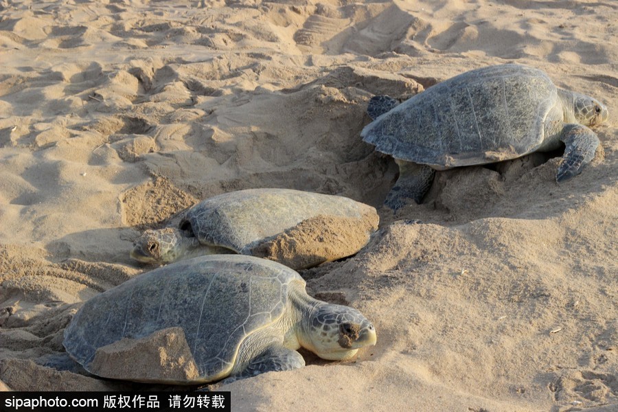 印度海灘現(xiàn)大批欖蠵龜 點(diǎn)狀排列刨沙產(chǎn)卵