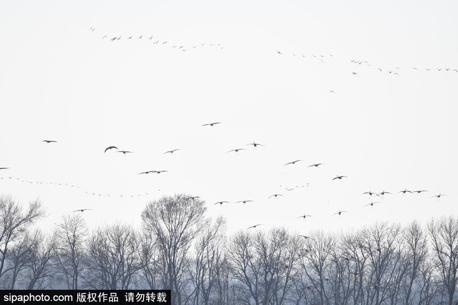 世界上最大的遷移之一 攝影實拍內布拉斯加州沙丘鶴大遷徙