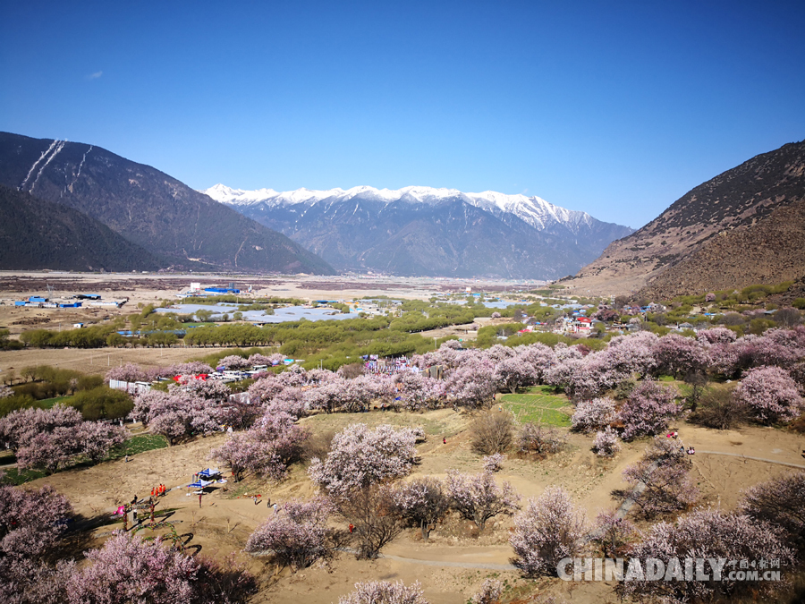 西藏林芝第十六屆桃花旅游文化節開幕