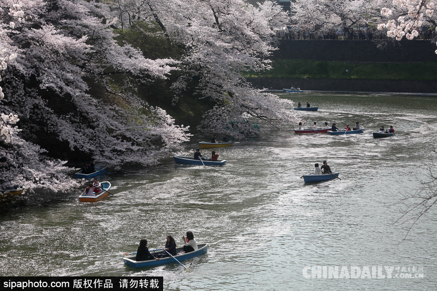 日本東京千鳥淵公園櫻花盛開 民眾泛舟小湖賞櫻如仙境