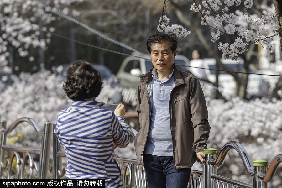 河東十里櫻花路！韓國河東郡櫻花盛放春意醉人