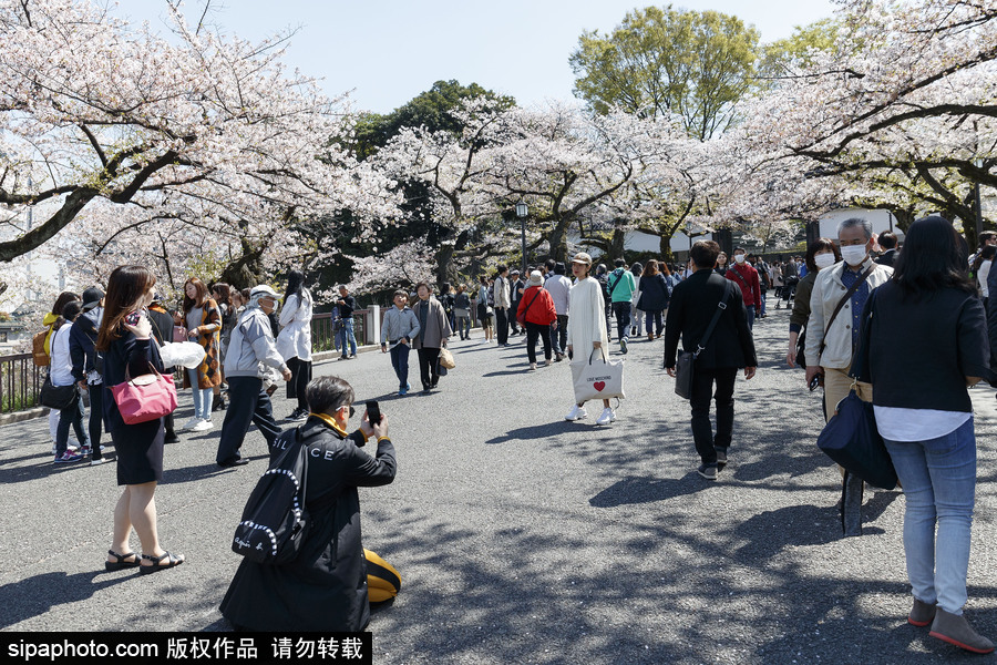 日本東京櫻花進(jìn)入盛開期 游人如織暢游花海