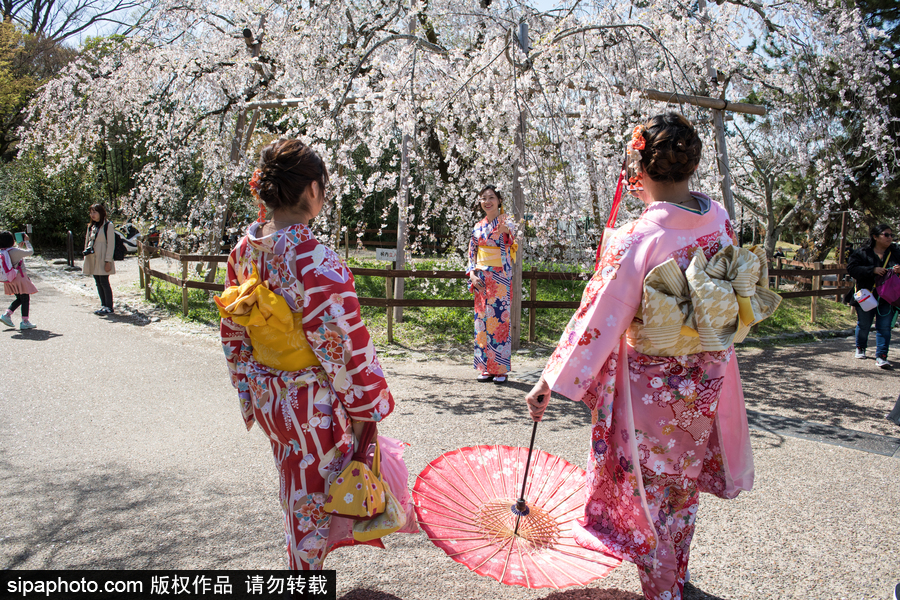 日本東京櫻花進入盛開期 游人如織暢游花海