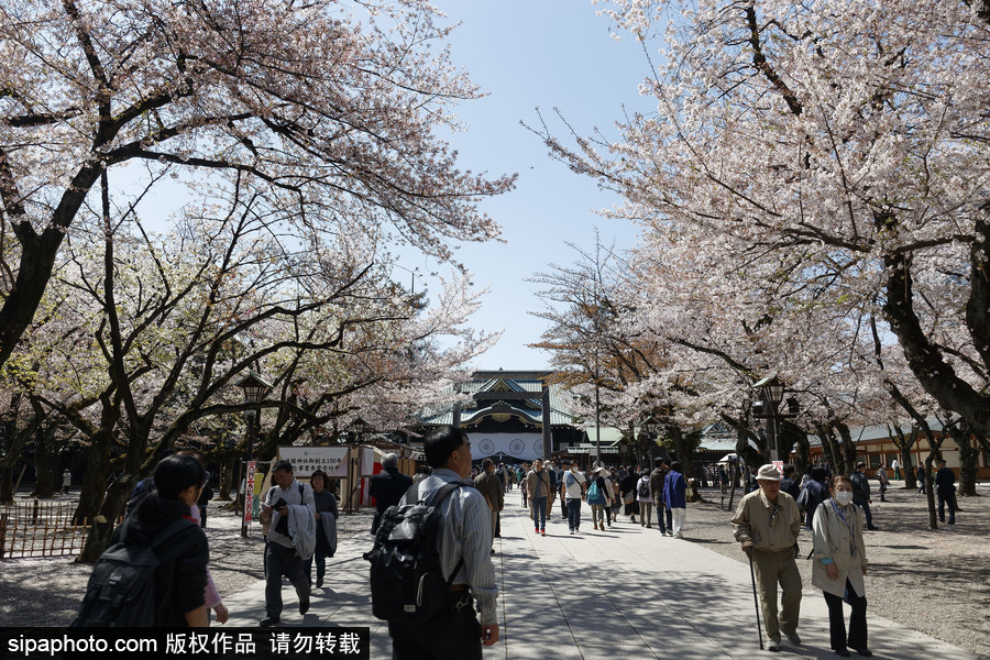 日本東京櫻花進入盛開期 游人如織暢游花海
