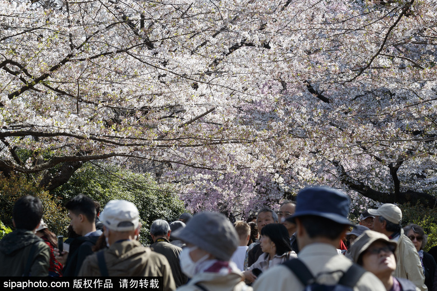 日本東京櫻花進(jìn)入盛開(kāi)期 游人如織暢游花海