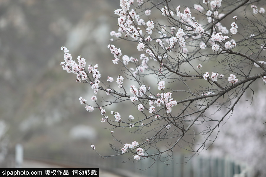 北京現最美列車線！居庸關小火車穿越“花海”美如仙境