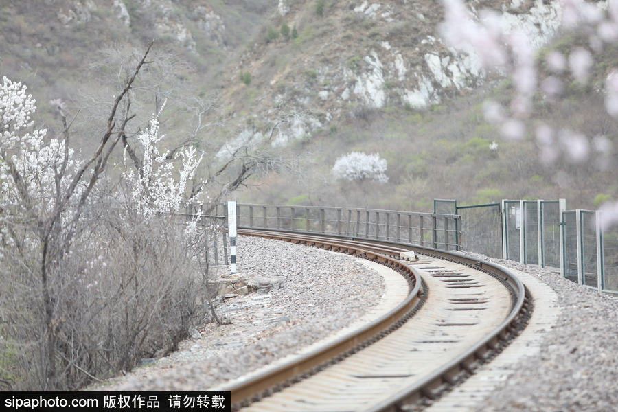 北京現最美列車線！居庸關小火車穿越“花海”美如仙境