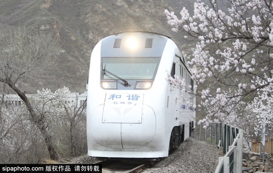 北京現(xiàn)最美列車線！居庸關(guān)小火車穿越“花海”美如仙境