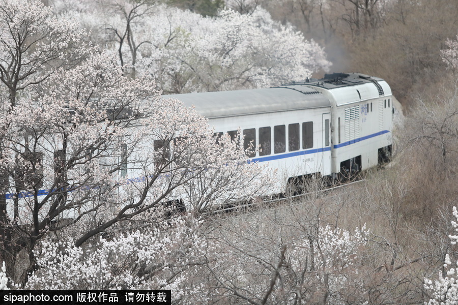 北京現最美列車線！居庸關小火車穿越“花海”美如仙境