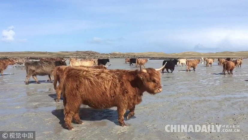 荒島來客！英國主人帶牛群“渡海”到無人島產仔