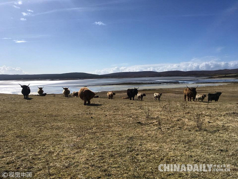 荒島來客！英國主人帶牛群“渡海”到無人島產仔