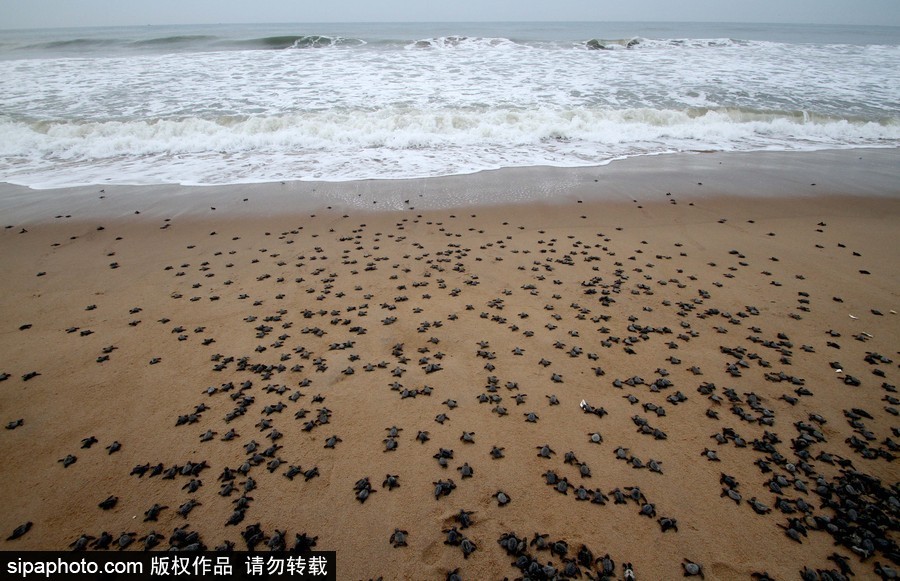 印度：海灘上剛剛孵化的小麗龜 呆萌可愛