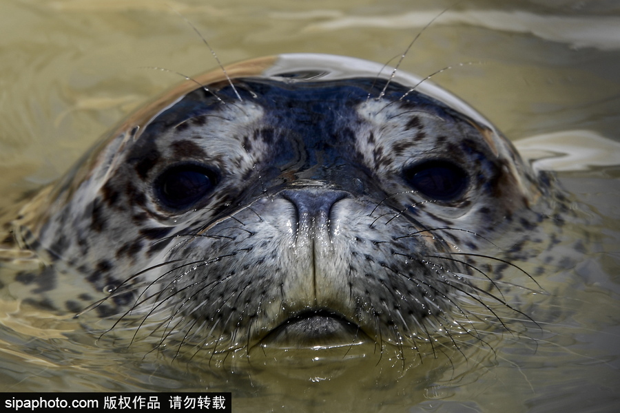 受傷后的避風港 探訪俄羅斯遠東地區(qū)海豹康復(fù)中心