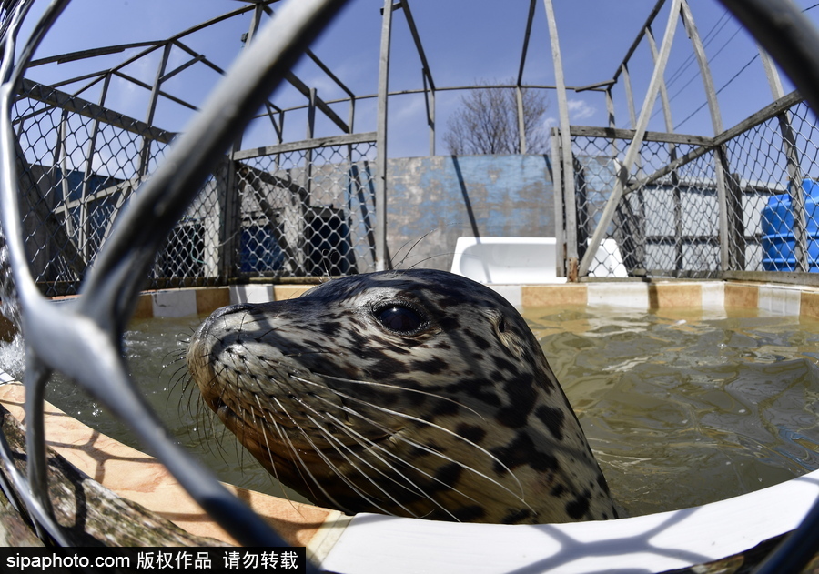 受傷后的避風(fēng)港 探訪俄羅斯遠(yuǎn)東地區(qū)海豹康復(fù)中心