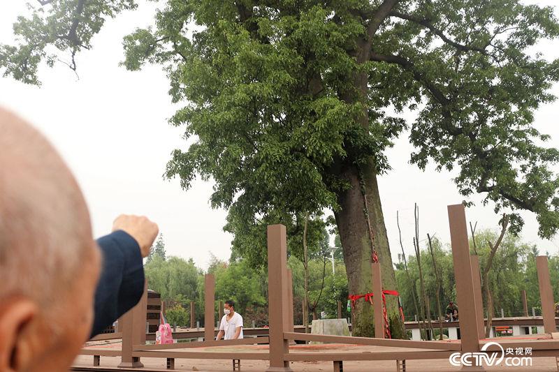 【汶川地震十年】千年紅豆樹 震后發新枝