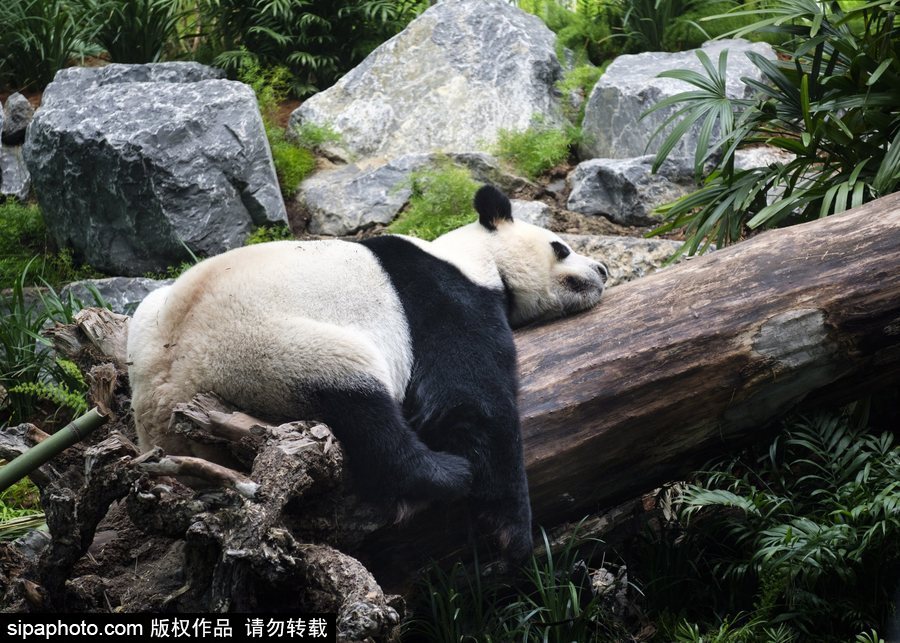 留洋國寶的日常生活 加拿大動(dòng)物園里大熊貓愜意舒適