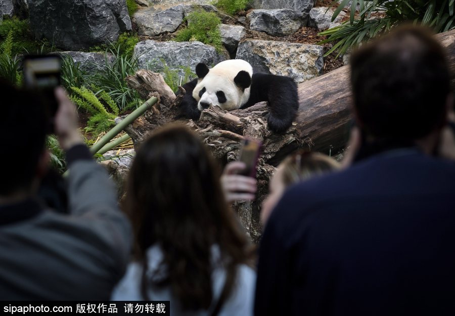 留洋國(guó)寶的日常生活 加拿大動(dòng)物園里大熊貓愜意舒適