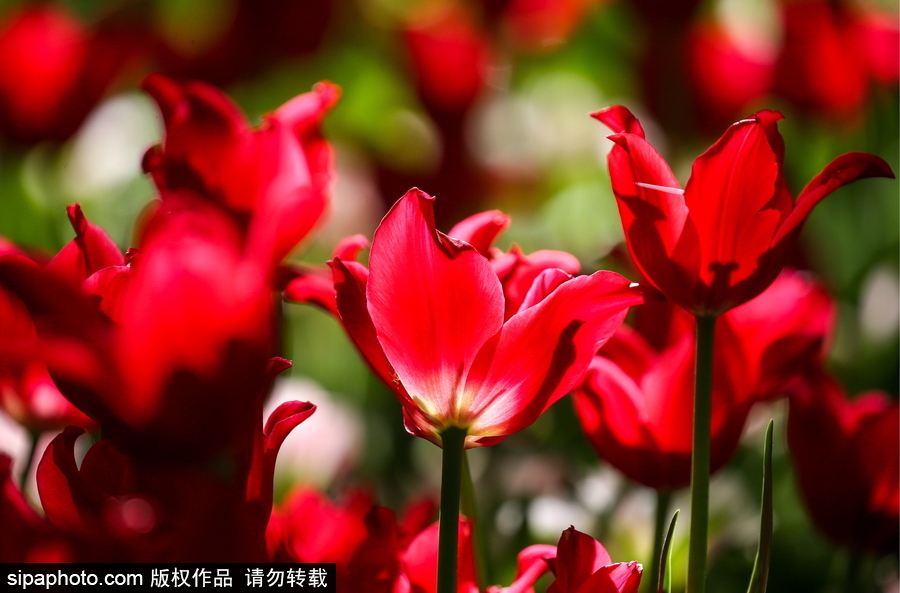 郁金香花節在俄羅斯圣彼得堡舉行 五顏六色花海迎客