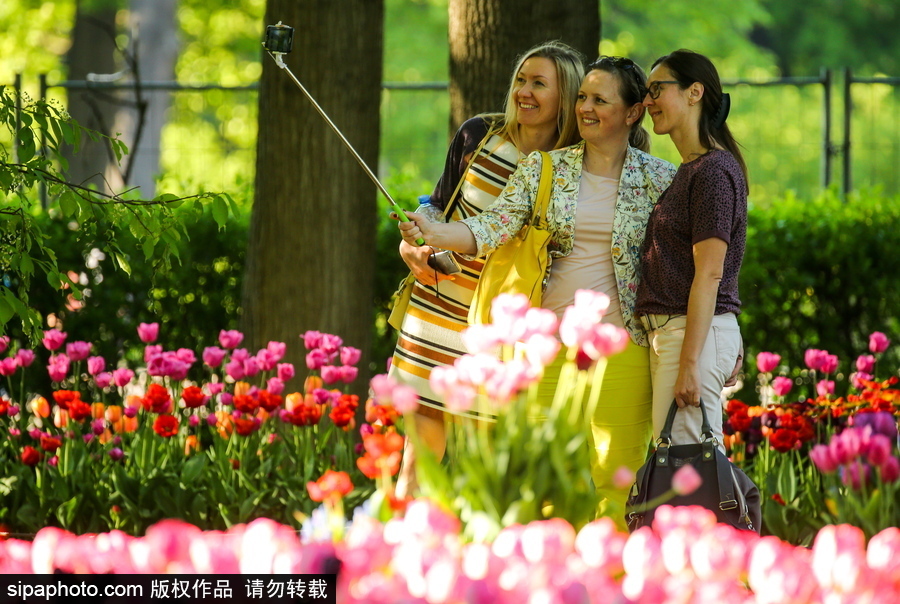 郁金香花節在俄羅斯圣彼得堡舉行 五顏六色花海迎客