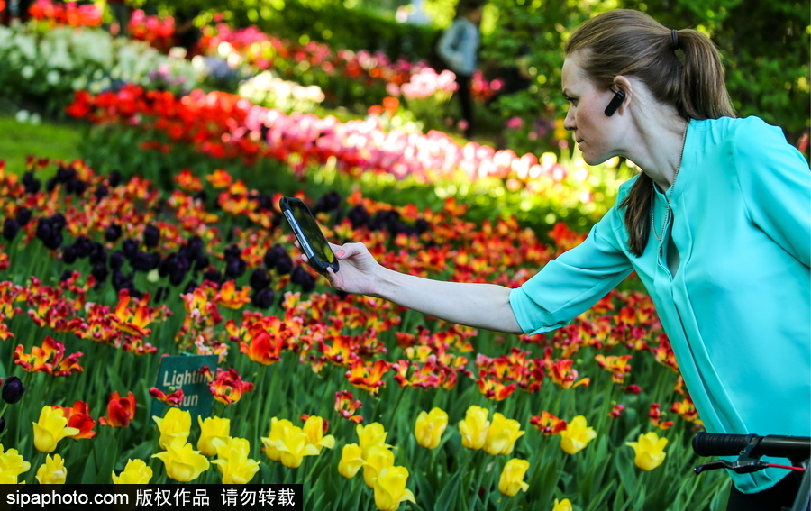 郁金香花節在俄羅斯圣彼得堡舉行 五顏六色花海迎客