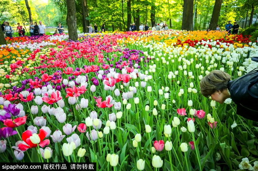 郁金香花節在俄羅斯圣彼得堡舉行 五顏六色花海迎客