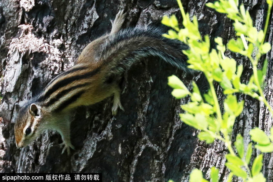 遠離塵囂的動物棲息地 探訪俄羅斯別廖佐夫斯基自然保護區