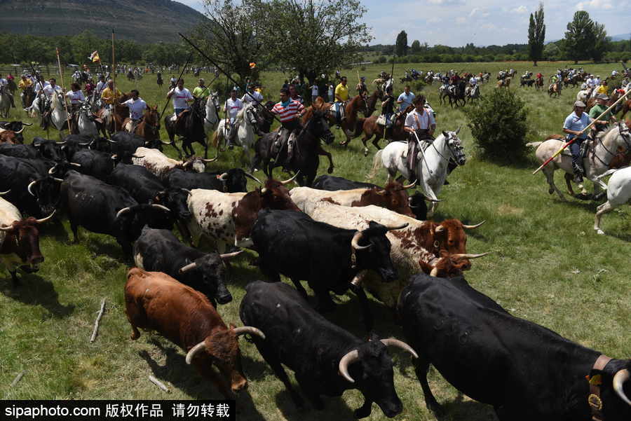 西班牙索里亞慶祝傳統節日La Saca 群馬奔騰景象壯觀