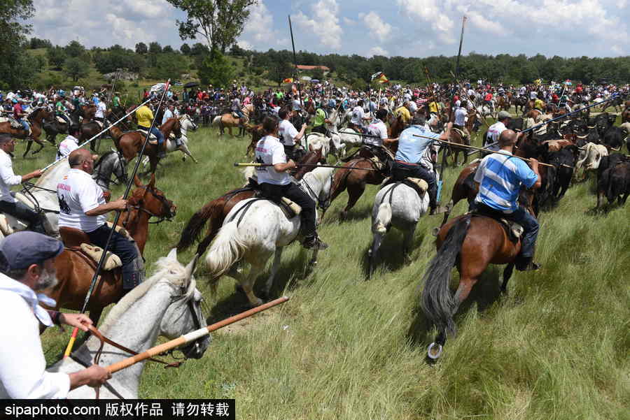 西班牙索里亞慶祝傳統(tǒng)節(jié)日La Saca 群馬奔騰景象壯觀