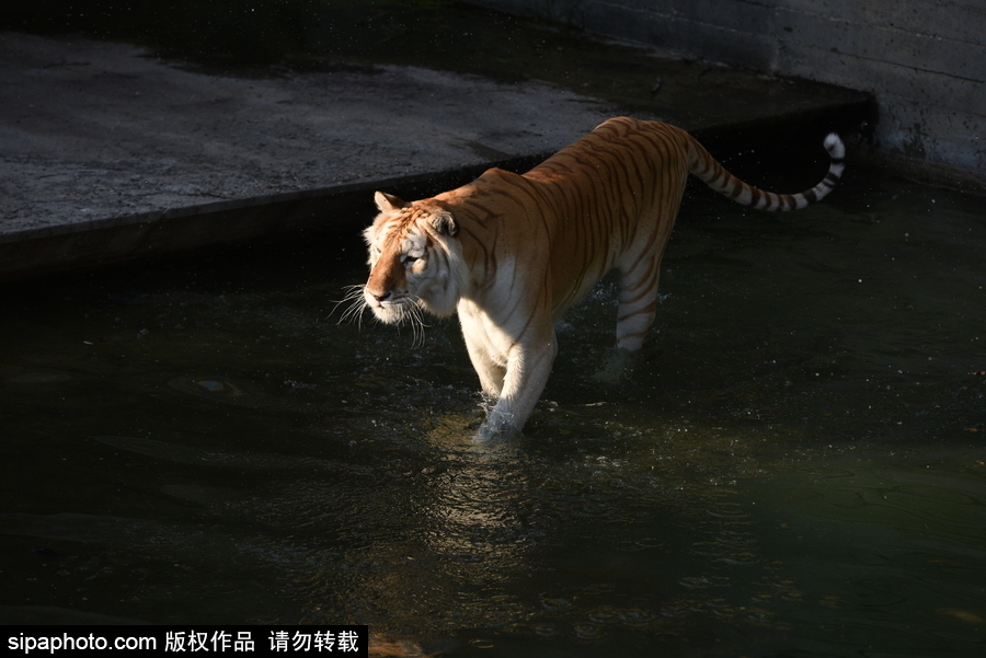 天氣熱得老虎也坐不住了！西班牙馬德里動物園猛虎水中避暑