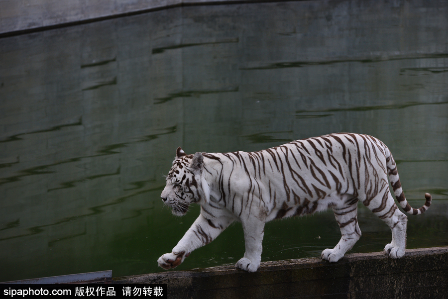 天氣熱得老虎也坐不住了！西班牙馬德里動物園猛虎水中避暑