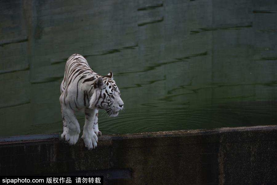 天氣熱得老虎也坐不住了！西班牙馬德里動物園猛虎水中避暑
