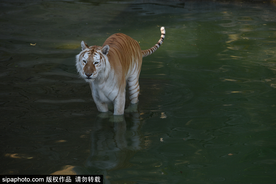天氣熱得老虎也坐不住了！西班牙馬德里動物園猛虎水中避暑