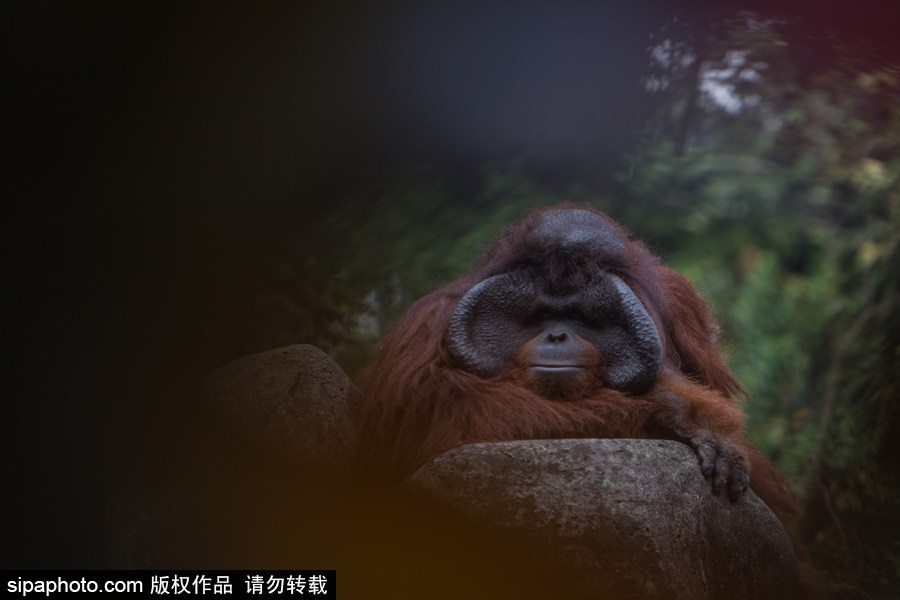 呆萌滑稽 印尼雅加達紅毛猩猩傻傻惹人愛！