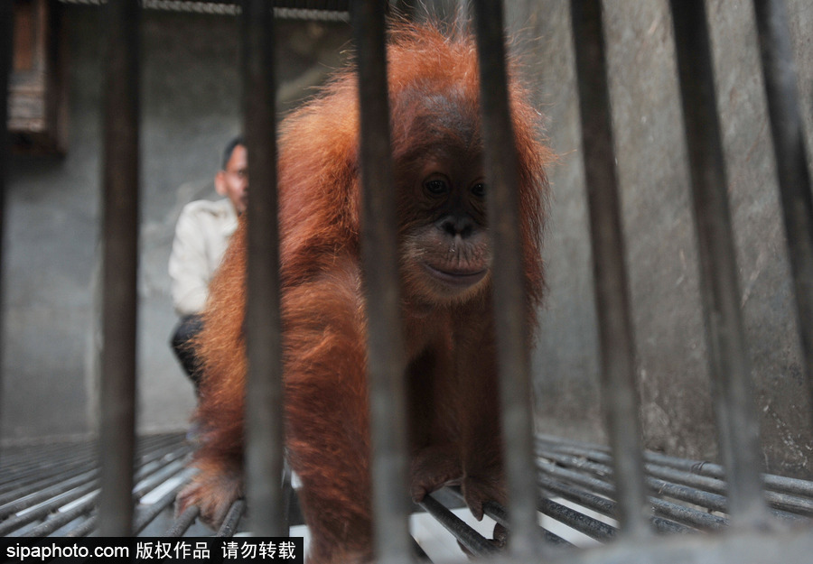 嚇死寶寶了！印尼一猩猩幼崽被解救緊抱人不撒手