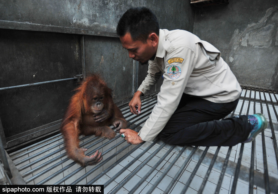 嚇死寶寶了！印尼一猩猩幼崽被解救緊抱人不撒手