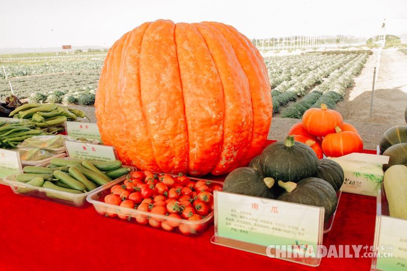 昔日苦甲地 今日“中國（西部）冷涼蔬菜之鄉”