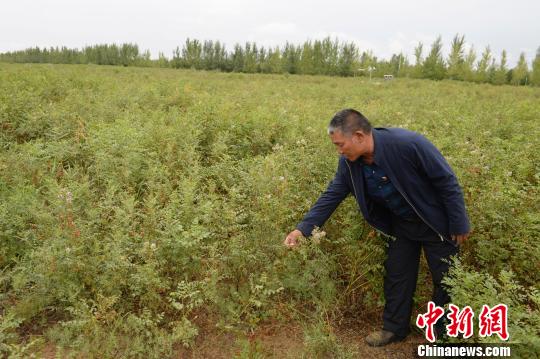 中國第七大沙漠治理沙化 沙漠種植創收