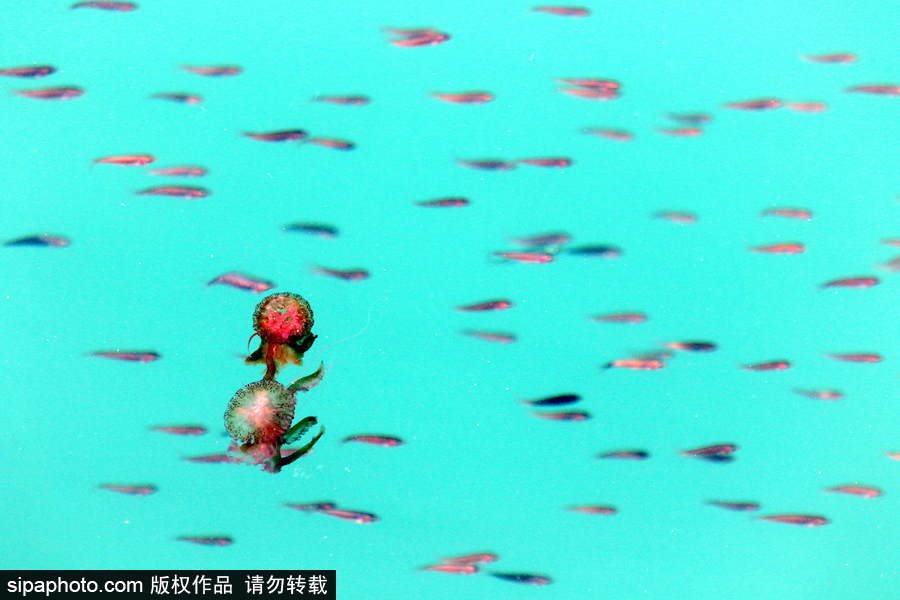 美麗的“藍色災害”！西班牙馬拉加海灘出現新水母