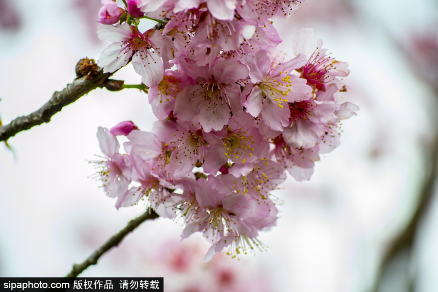 南半球的櫻花季終于到啦！巴西圣保羅櫻花盛開吸引大批游客觀賞