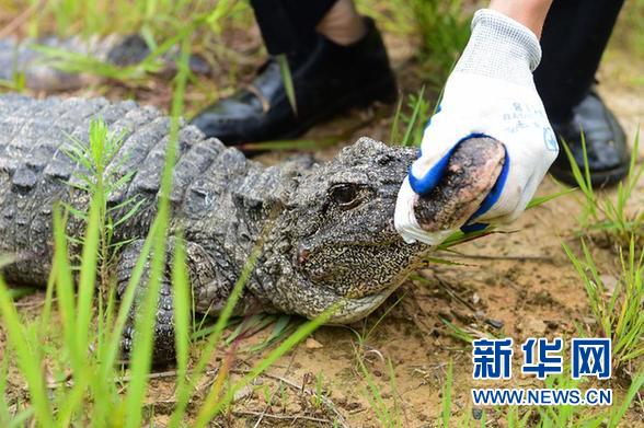 萌翻了！長江沿線的珍稀動物你知道幾個？