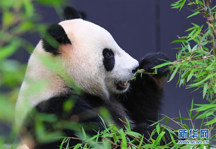萌翻了！長江沿線的珍稀動物你知道幾個？