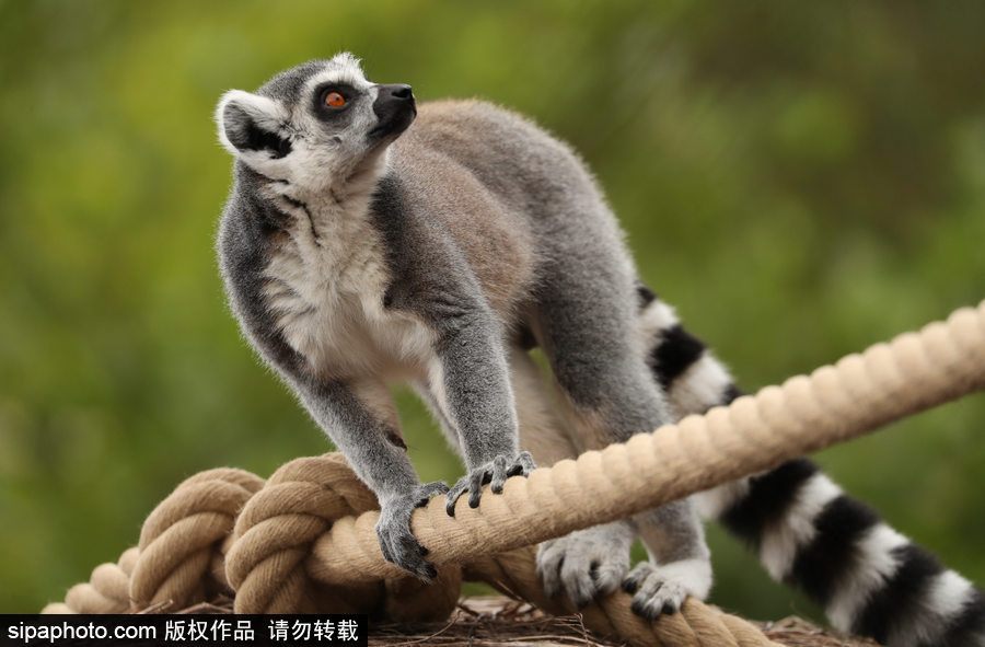 比利時布魯塞爾：爭萌逗趣狀況頻出！珍稀動物生態(tài)百相