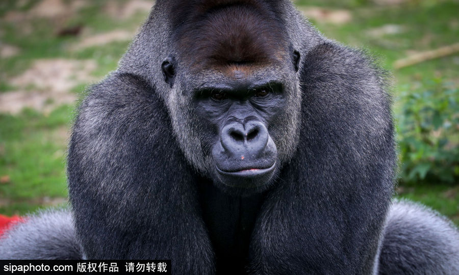 比利時布魯塞爾：爭萌逗趣狀況頻出！珍稀動物生態(tài)百相