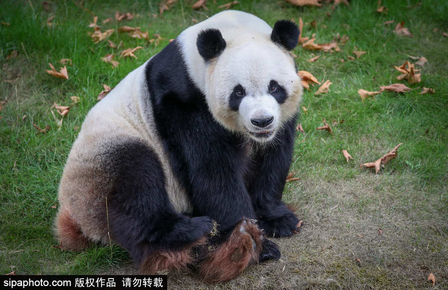 比利時布魯塞爾：爭萌逗趣狀況頻出！珍稀動物生態(tài)百相