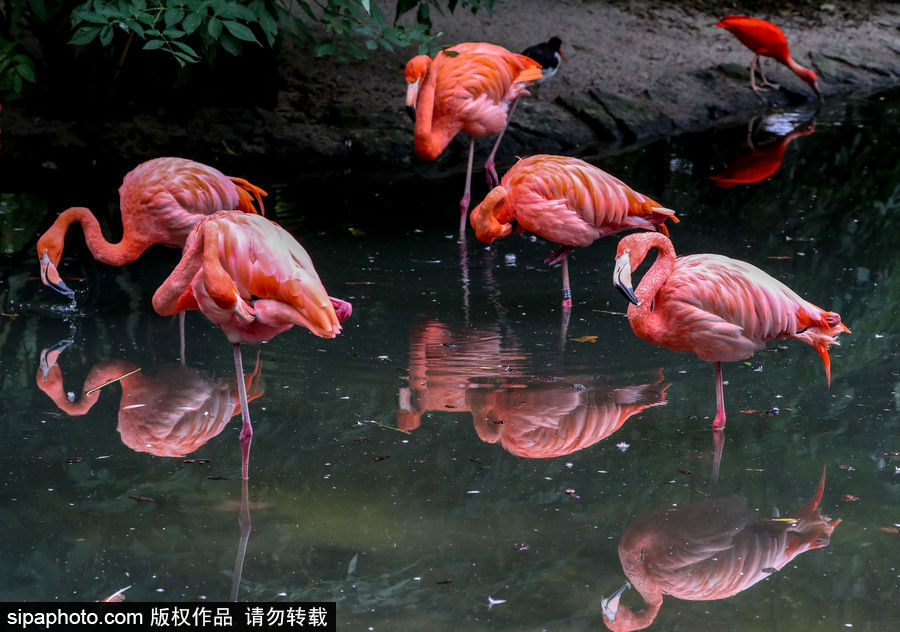 比利時布魯塞爾：爭萌逗趣狀況頻出！珍稀動物生態百相