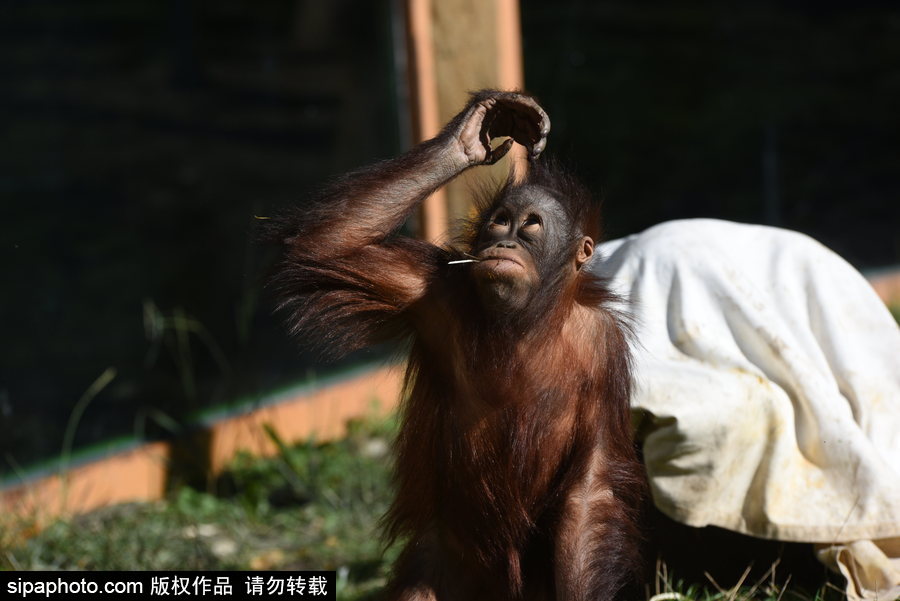 西班牙：馬德里動物園為萬圣節(jié)做準備 婆羅洲猩猩寶寶享用南瓜早餐調皮可愛