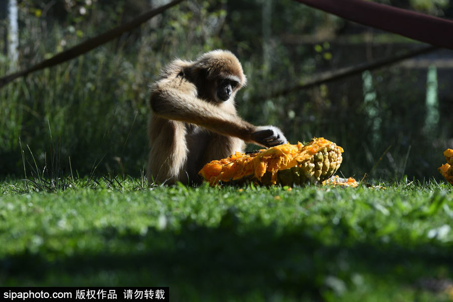 西班牙：馬德里動(dòng)物園為萬圣節(jié)做準(zhǔn)備 婆羅洲猩猩寶寶享用南瓜早餐調(diào)皮可愛