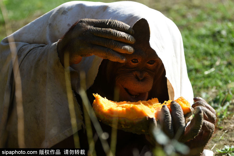 西班牙：馬德里動物園為萬圣節做準備 婆羅洲猩猩寶寶享用南瓜早餐調皮可愛